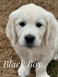 Boy Black