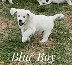 Blue Boy