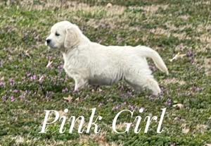 Pink Girl