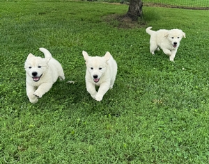 Loki and Kali